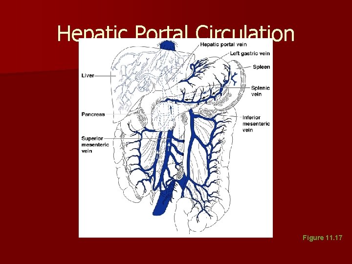 Hepatic Portal Circulation Figure 11. 17 Hepatic Portal Circulation Figure 11. 17