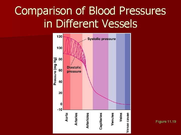 Comparison of Blood Pressures in Different Vessels Figure 11. 19 Comparison of Blood Pressures in Different Vessels Figure 11. 19