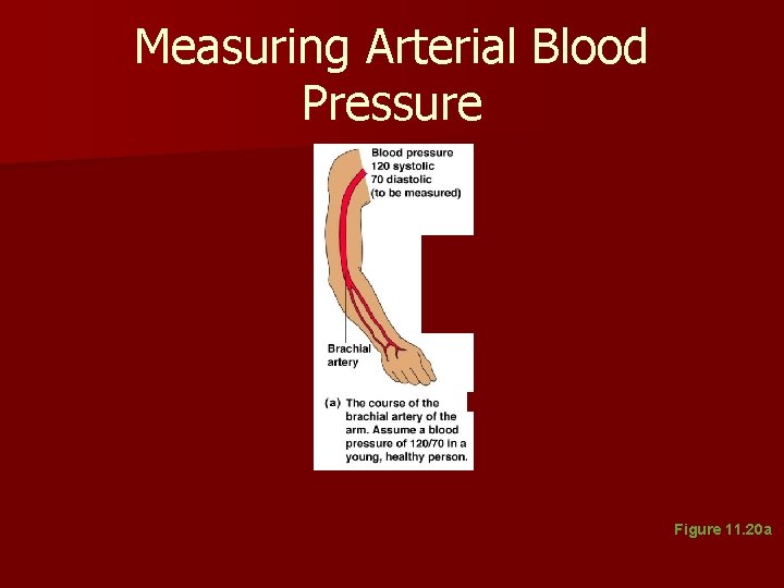 Measuring Arterial Blood Pressure Figure 11. 20 a Measuring Arterial Blood Pressure Figure 11. 20 a