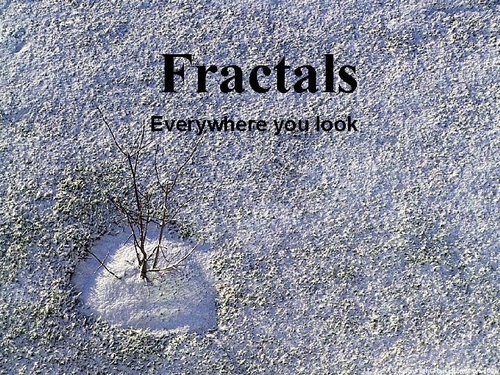 Fractals Everywhere you look 