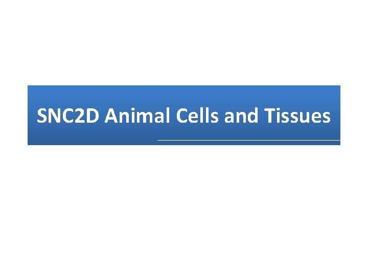 SNC 2 D Animal Cells and Tissues 