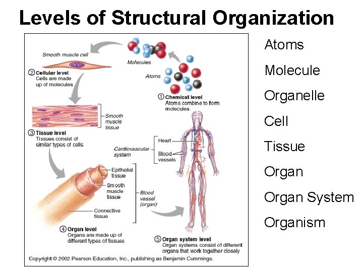 Levels of Structural Organization Atoms Molecule Organelle Cell Tissue Organ System Organism 