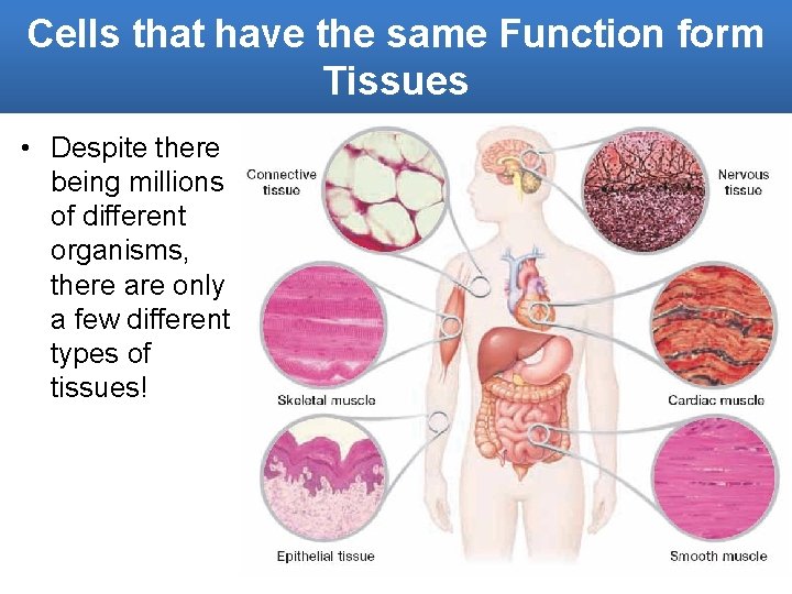 Cells that have the same Function form Tissues • Despite there being millions of