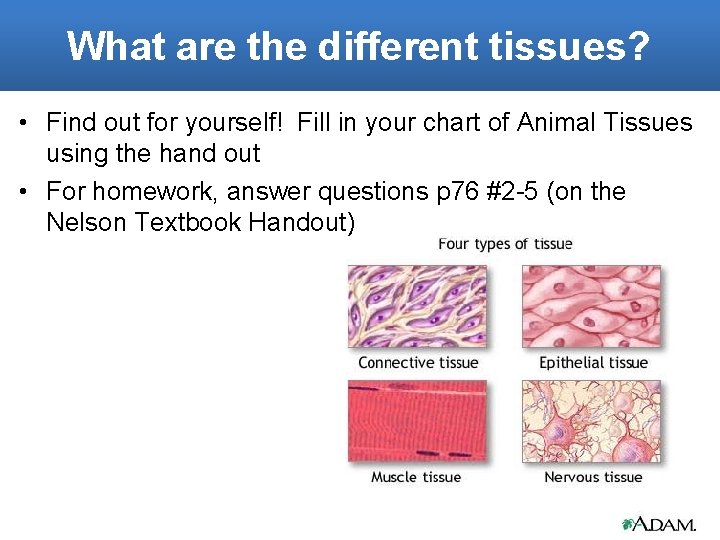 What are the different tissues? • Find out for yourself! Fill in your chart