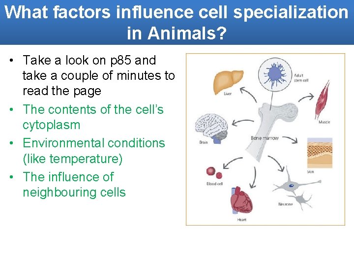 What factors influence cell specialization in Animals? • Take a look on p 85