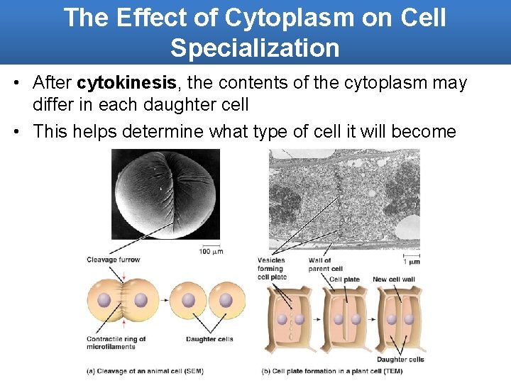 The Effect of Cytoplasm on Cell Specialization • After cytokinesis, the contents of the