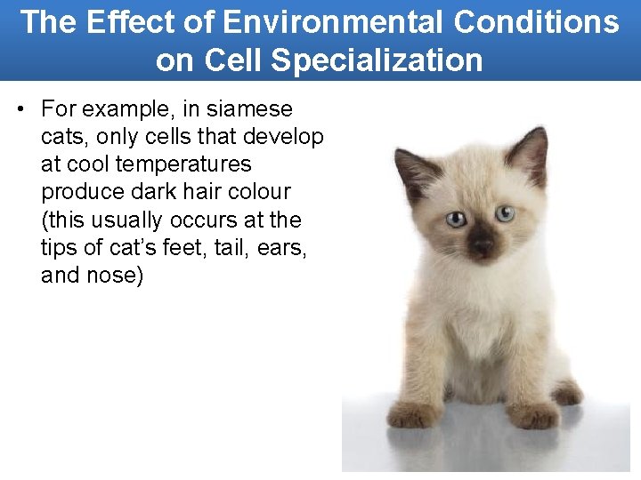 The Effect of Environmental Conditions on Cell Specialization • For example, in siamese cats,