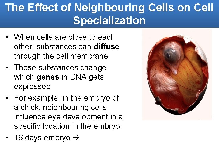 The Effect of Neighbouring Cells on Cell Specialization • When cells are close to