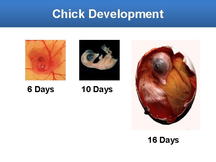 Chick Development 6 Days 10 Days 16 Days 