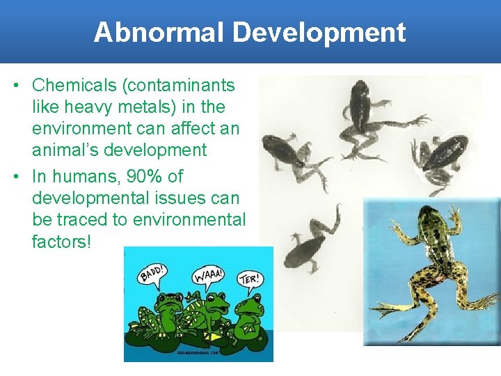 Abnormal Development • Chemicals (contaminants like heavy metals) in the environment can affect an