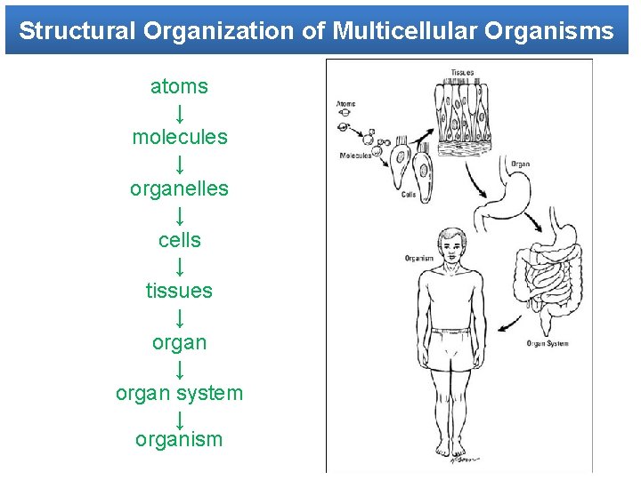 Structural Organization of Multicellular Organisms atoms ↓ molecules ↓ organelles ↓ cells ↓ tissues