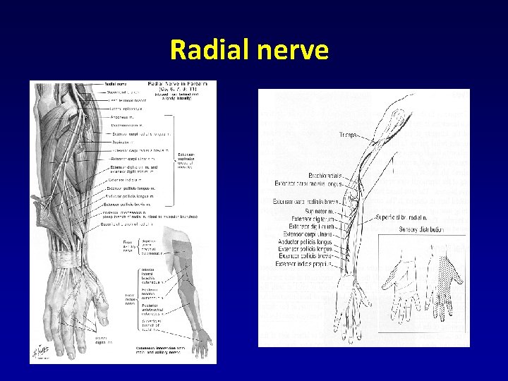 Radial nerve Radial nerve