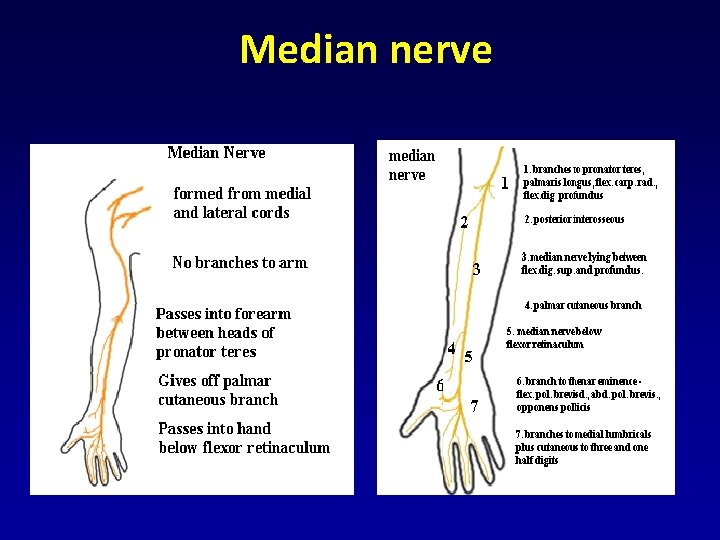 Median nerve Median nerve