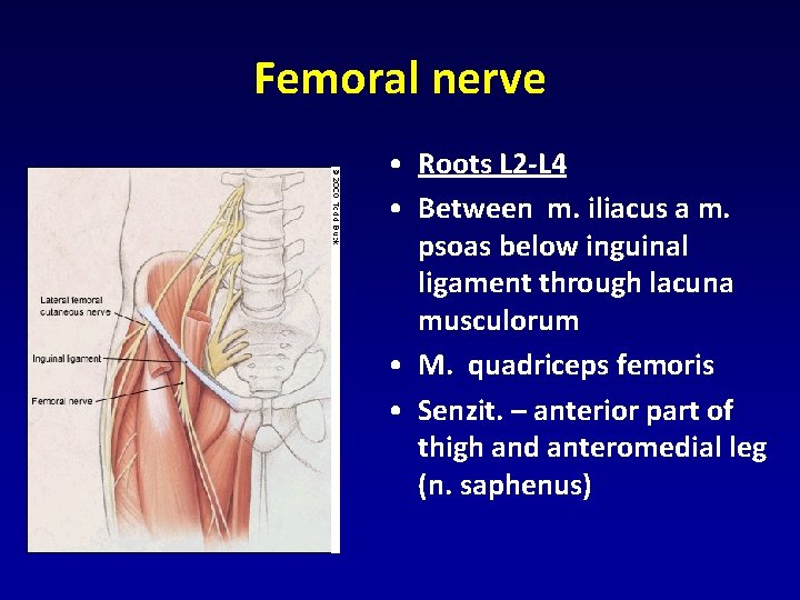 Femoral nerve • Roots L 2 -L 4 • Between m. iliacus a m. Femoral nerve • Roots L 2 -L 4 • Between m. iliacus a m.