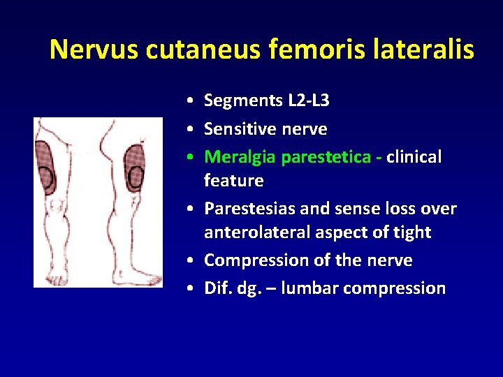 Nervus cutaneus femoris lateralis • Segments L 2 -L 3 • Sensitive nerve • Nervus cutaneus femoris lateralis • Segments L 2 -L 3 • Sensitive nerve •