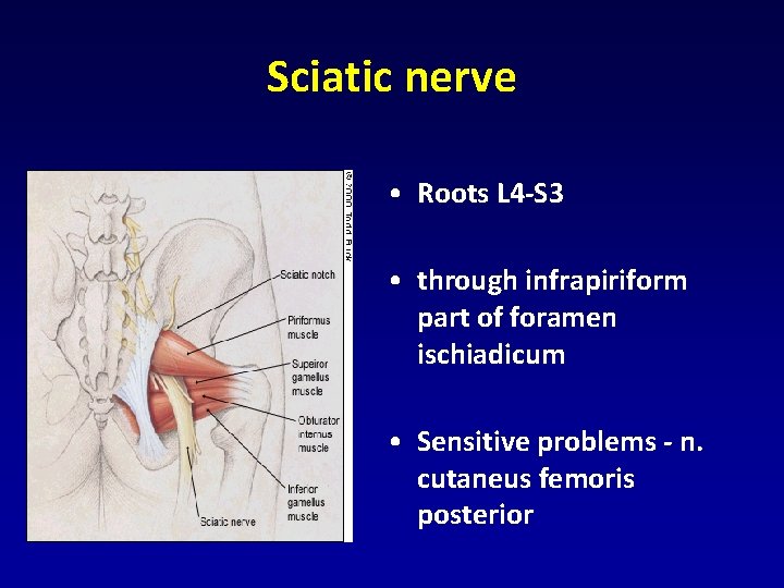 Sciatic nerve • Roots L 4 -S 3 • through infrapiriform part of foramen Sciatic nerve • Roots L 4 -S 3 • through infrapiriform part of foramen