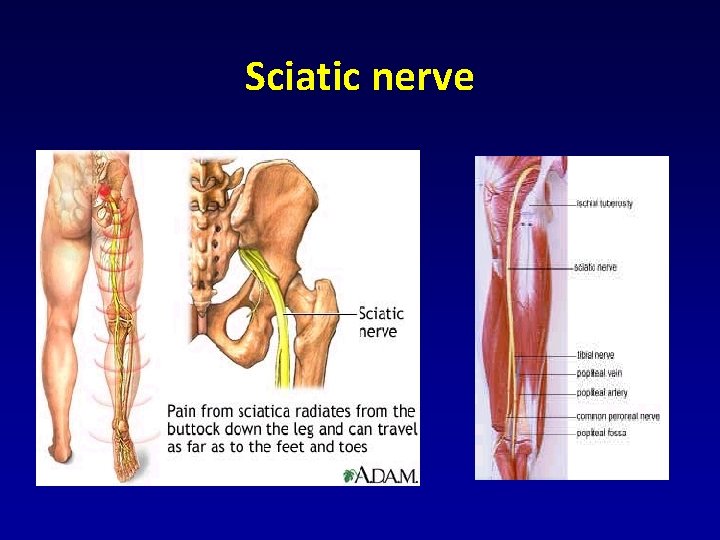 Sciatic nerve Sciatic nerve