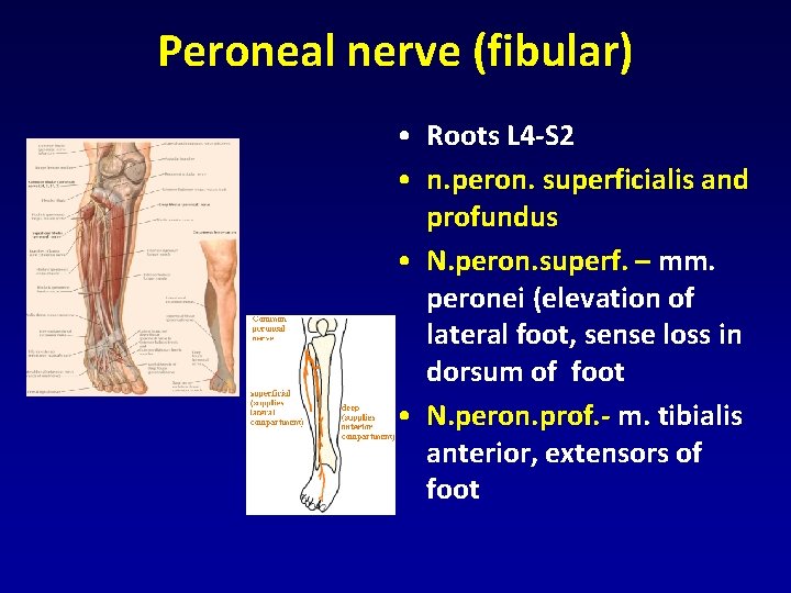 Peroneal nerve (fibular) • Roots L 4 -S 2 • n. peron. superficialis and Peroneal nerve (fibular) • Roots L 4 -S 2 • n. peron. superficialis and