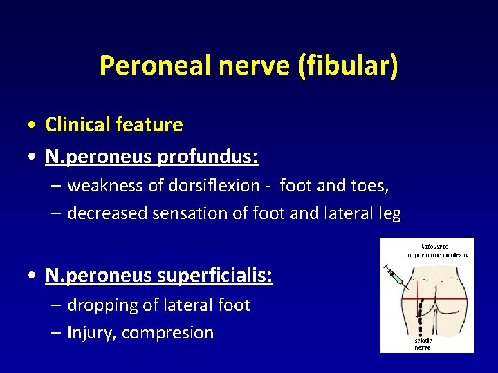 Peroneal nerve (fibular) • Clinical feature • N. peroneus profundus: – weakness of dorsiflexion Peroneal nerve (fibular) • Clinical feature • N. peroneus profundus: – weakness of dorsiflexion