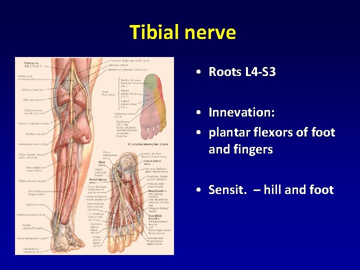 Tibial nerve • Roots L 4 -S 3 • Innevation: • plantar flexors of Tibial nerve • Roots L 4 -S 3 • Innevation: • plantar flexors of