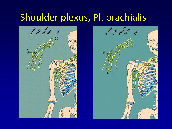 Shoulder plexus, Pl. brachialis Shoulder plexus, Pl. brachialis
