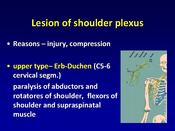 Lesion of shoulder plexus • Reasons – injury, compression • upper type– Erb-Duchen (C Lesion of shoulder plexus • Reasons – injury, compression • upper type– Erb-Duchen (C