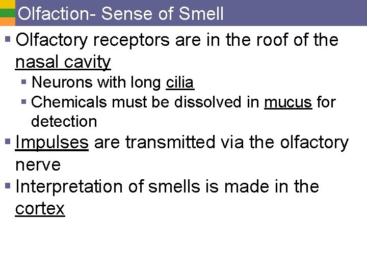 Olfaction- Sense of Smell § Olfactory receptors are in the roof of the nasal