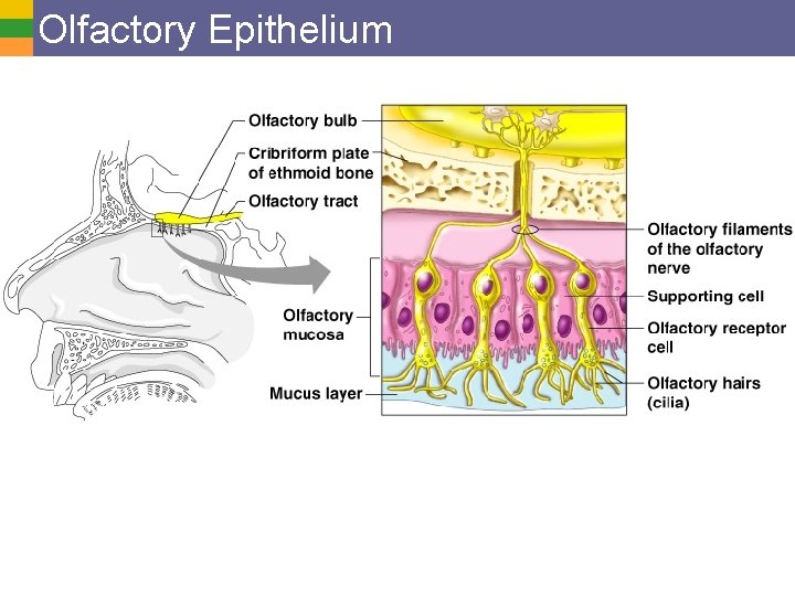 Olfactory Epithelium 
