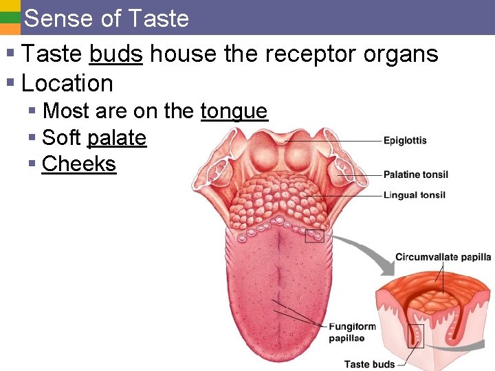 Sense of Taste § Taste buds house the receptor organs § Location § Most