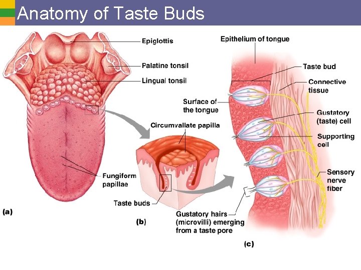 Anatomy of Taste Buds 