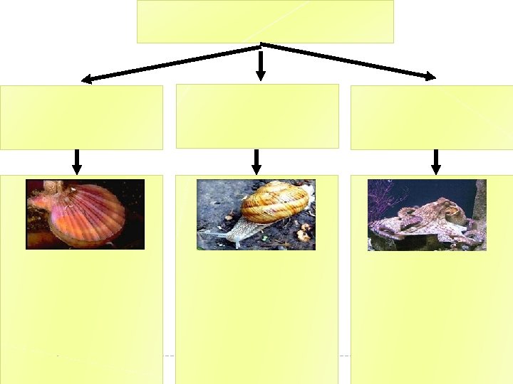 Lesson topic Mol lusks Characteristics Softbodied invertebrate Covered