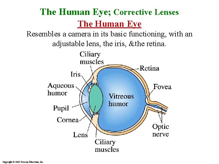 The Human Eye; Corrective Lenses The Human Eye Resembles a camera in its basic