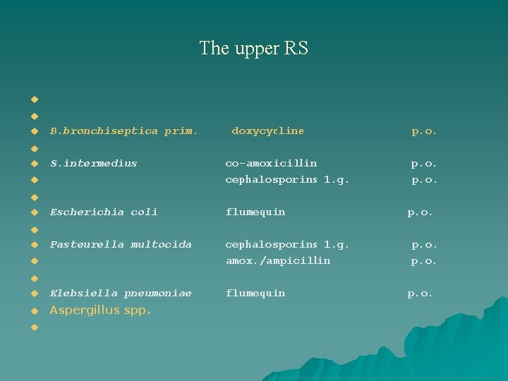 The upper RS u u u B. bronchiseptica prim. doxycycline p. o. u S.