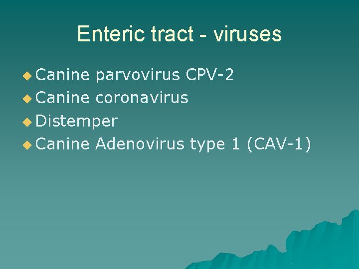 Enteric tract - viruses u Canine parvovirus CPV-2 u Canine coronavirus u Distemper u