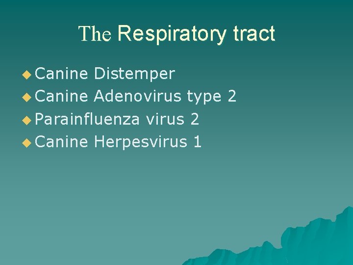 The Respiratory tract u Canine Distemper u Canine Adenovirus type 2 u Parainfluenza virus