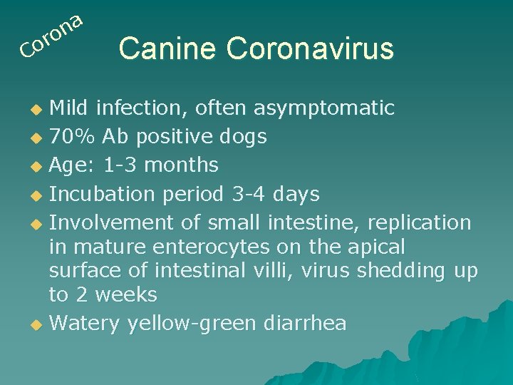 a n o r o C Canine Coronavirus Mild infection, often asymptomatic u 70%