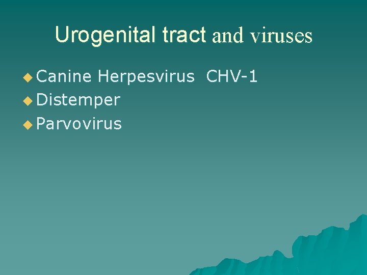 Urogenital tract and viruses u Canine Herpesvirus CHV-1 u Distemper u Parvovirus 