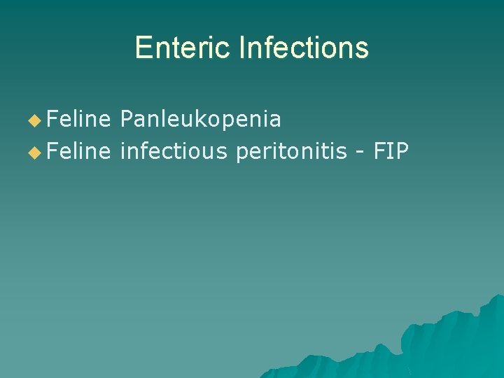 Enteric Infections u Feline Panleukopenia u Feline infectious peritonitis - FIP 