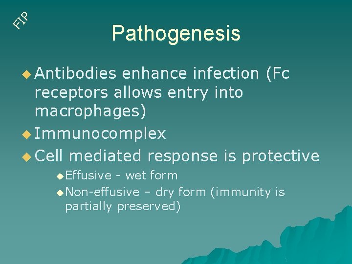 FI P Pathogenesis u Antibodies enhance infection (Fc receptors allows entry into macrophages) u