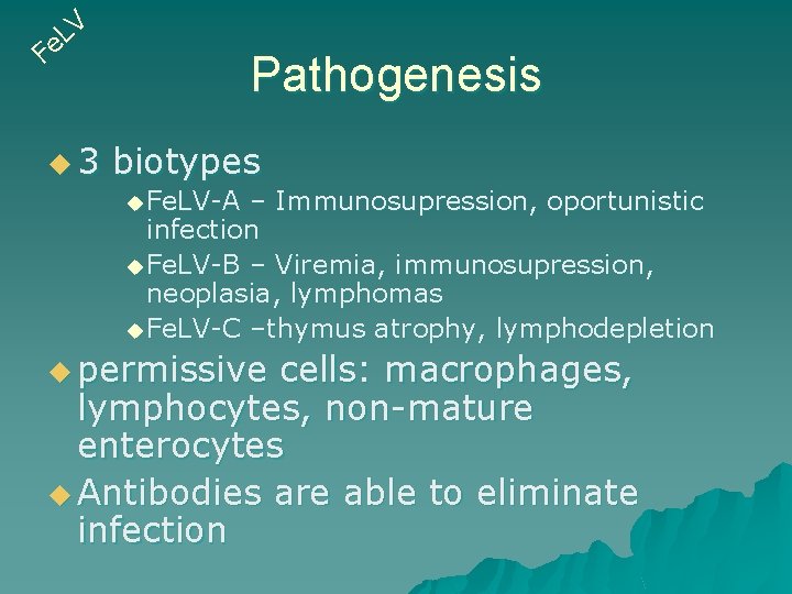 V L e F u 3 Pathogenesis biotypes u Fe. LV-A – Immunosupression, oportunistic