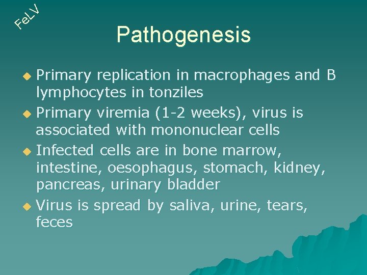 V L e F Pathogenesis Primary replication in macrophages and B lymphocytes in tonziles