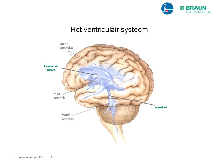 Het ventriculair systeem foramen of Monro aquaduct B. Braun Melsungen AG 6 