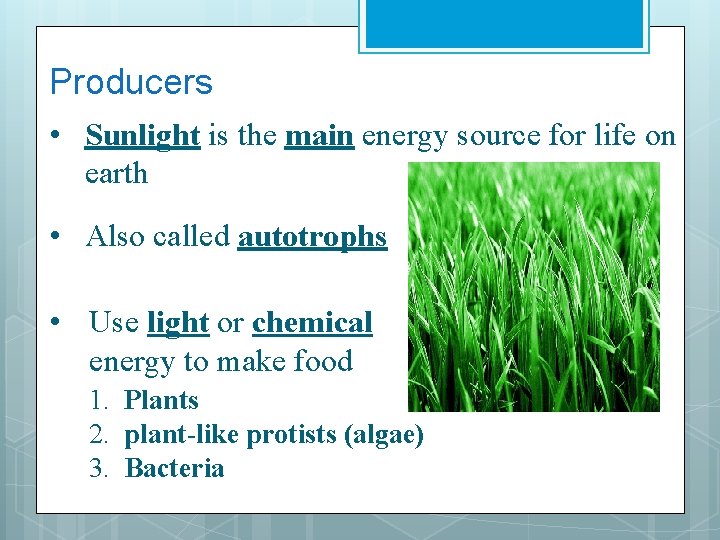 Producers • Sunlight is the main energy source for life on earth • Also