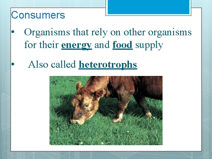 Consumers • Organisms that rely on other organisms for their energy and food supply