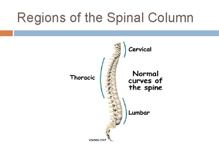 Regions of the Spinal Column 