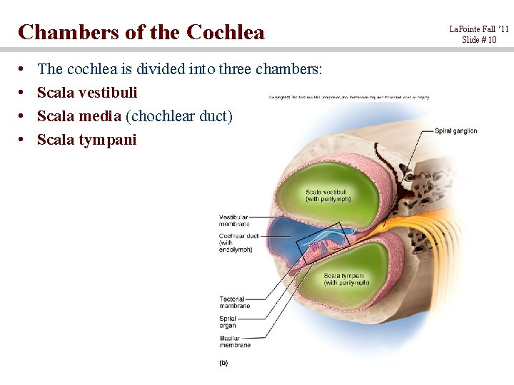 Chambers of the Cochlea • • The cochlea is divided into three chambers: Scala