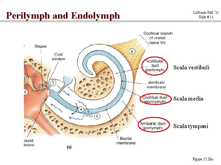 Perilymph and Endolymph La. Pointe Fall ’ 11 Slide # 11 Scala vestibuli Scala