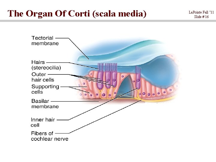 The Organ Of Corti (scala media) La. Pointe Fall ’ 11 Slide # 16