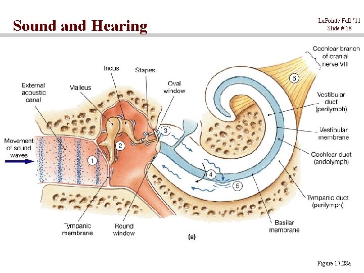 Sound and Hearing La. Pointe Fall ’ 11 Slide # 18 Figure 17. 28