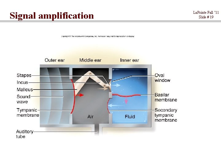 Signal amplification La. Pointe Fall ’ 11 Slide # 19 